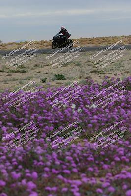 media/Jan-14-2023-SoCal Trackdays (Sat) [[497694156f]]/Turn 14 Exit Bloomig (145pm)/